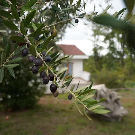 Olives Garden בית נופש