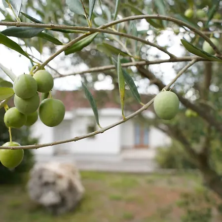 בית נופש Olives Garden סיטלוק